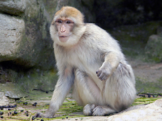 В пятницу, 21 июля, зоопарк Коркеасаари отметит день обезьян