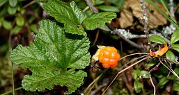 Сортавала: Архитектурные Тайны в Сердце Карелии