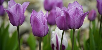 Цветение тюльпанов в Беларуси