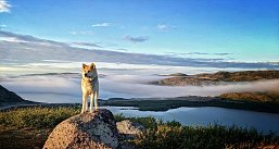 Ледяное дыхание Арктики: Мурманск - Териберка - Хибины - Беломорск. Автобусный тур