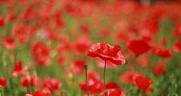 Маковые поля Порхова. Автобусный тур с профессиональным фотографом