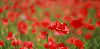 Порховские маки, Псков и Талабские острова