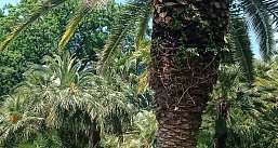 Отдых в Сочи. Авиаперелет включен