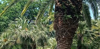 Отдых в Сочи. Авиаперелет включен